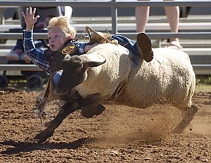 bucked off sheep